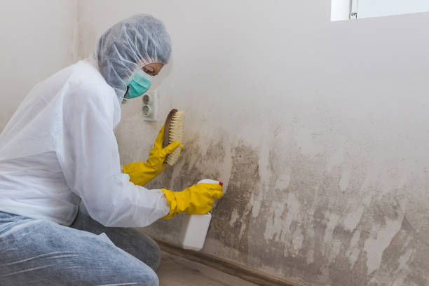 Best Attic Mold Removal  in Tarentum, PA