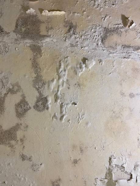 Best Mold Removal Specialists  in Tarentum, PA